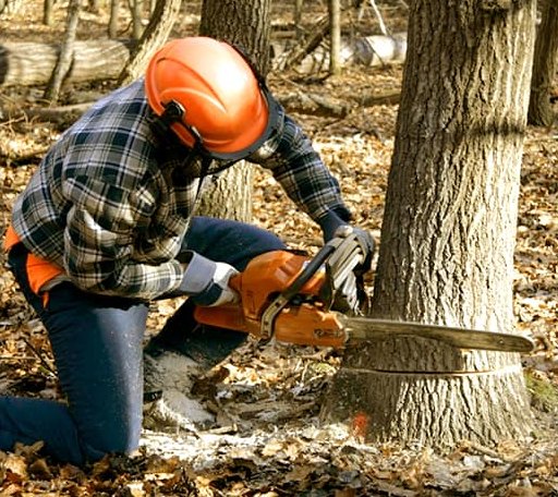 Tree Removal in Bryant, IN